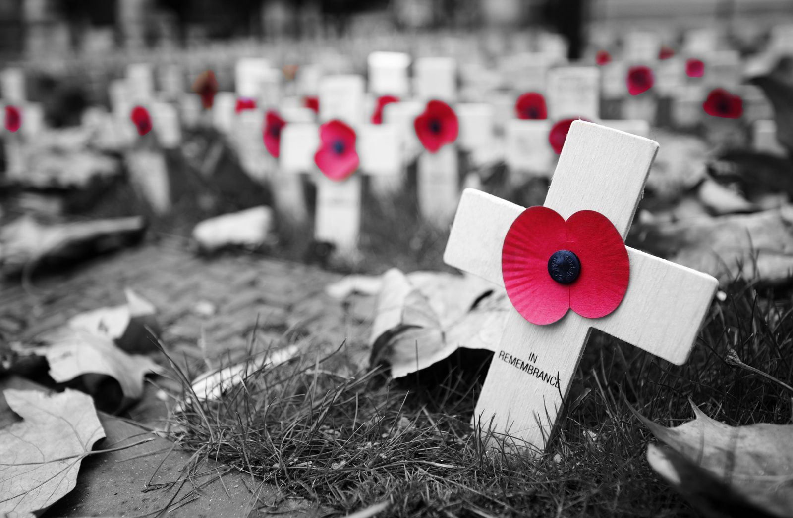 A black and white image of Remembrance crosses with poppies highlighted in red