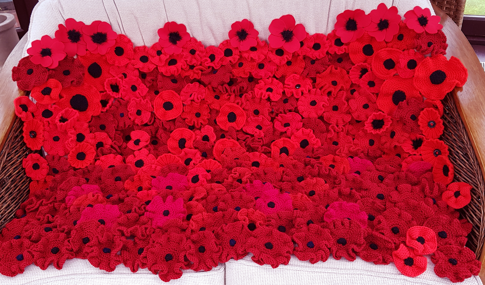A beautiful blanket of poppies